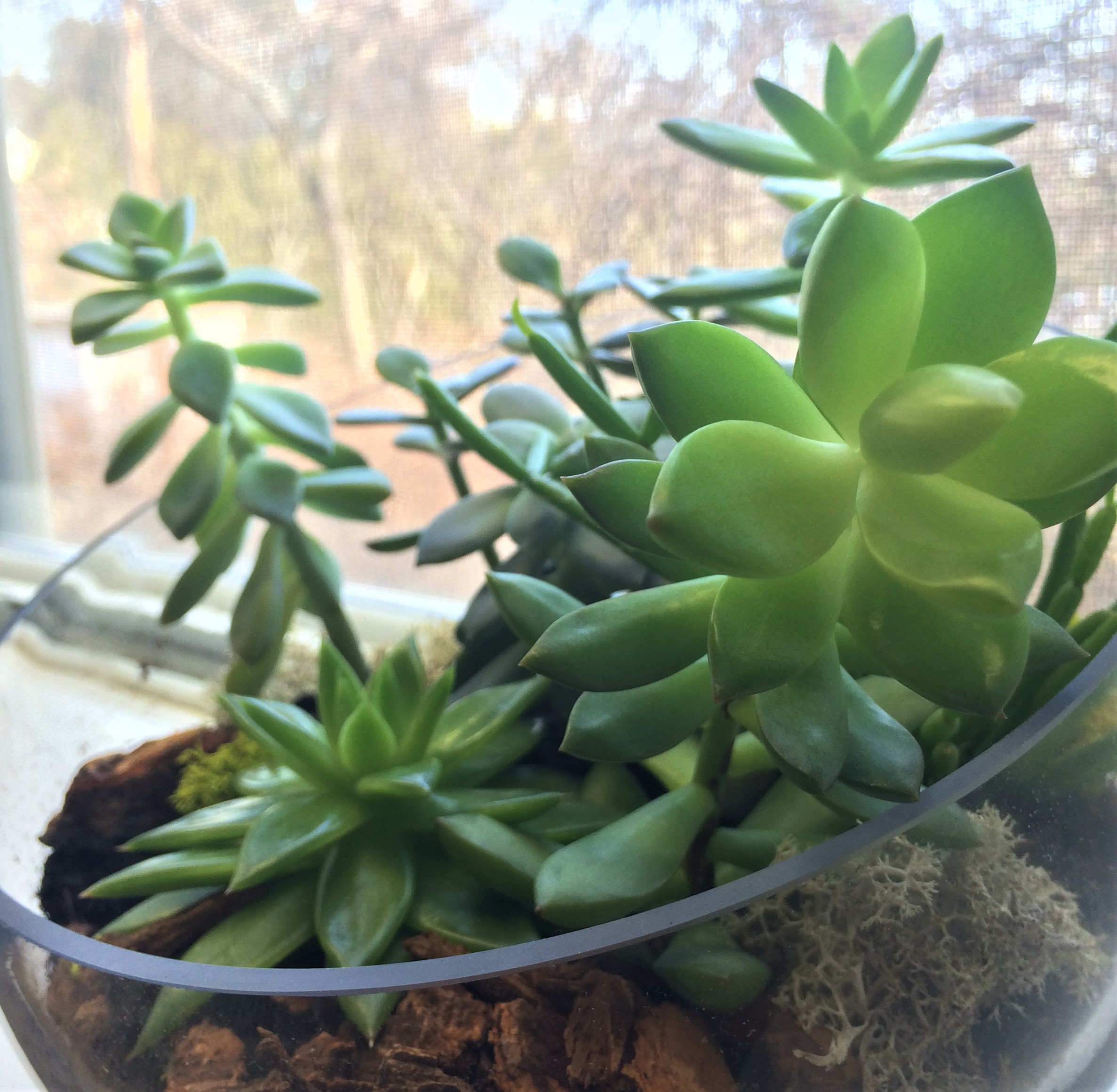 Plants in therapy office